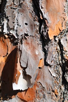 tree bark texture in nature background 