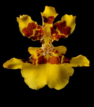 yellow and red orchid on black background
