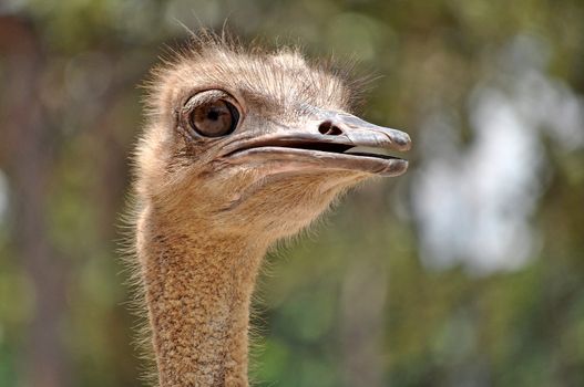 The head and neck of both male and female Ostriches is nearly bare, with a thin layer of down.