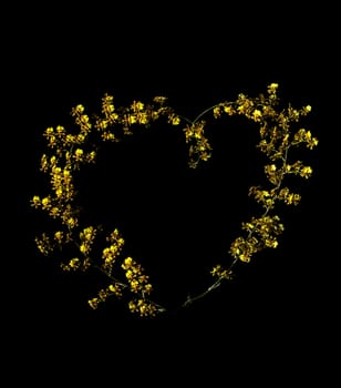 yellow orchid flowers in heart shape on black background
