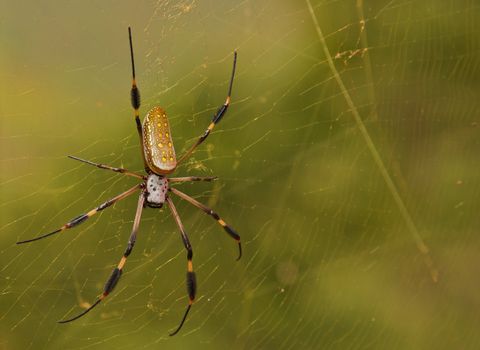 Closeup of golden orb spider, nephilia clavipes, in it's web.