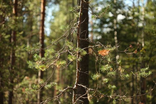 pine needles glittering in the sun