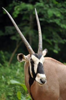 East African Oryx stand just over a metre at the shoulder and weigh around 175 kilograms.