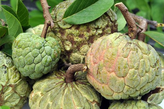 Sugar-apple fruit is high in calories and is a good source of iron.