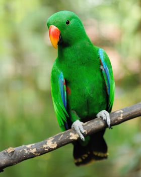 Beautiful green eclectus parrot bird