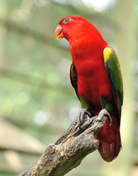 Beautiful red parrot bird close up