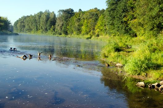 duck swim in misty fogy flowing river water bay in morning sunrise.