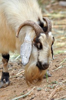 Goats are one of the oldest domesticated species. Goats have been used for their milk, meat, hair, and skins over much of the world.