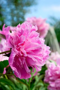 pink dahlia in the garden