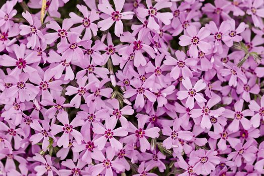 Flowers in the garden, phlox in full frame