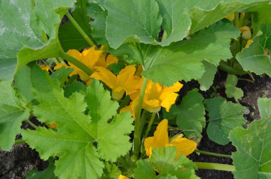 Flower of a vegetable marrow