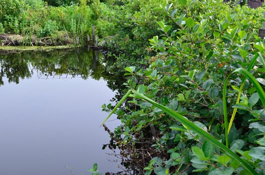 Pond on a country site