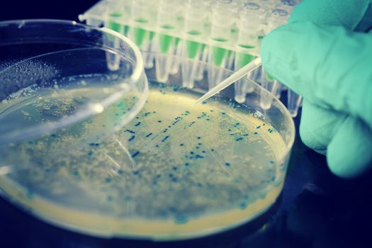 Bacterial colony picking for DNA cloning
