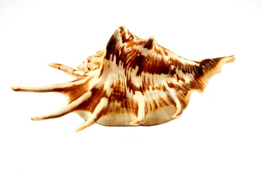 Sea cockleshell