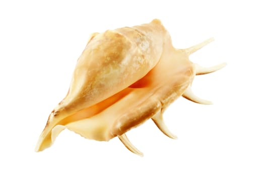 Sea cockleshell