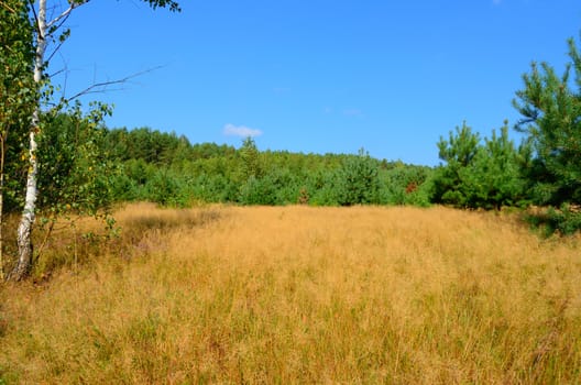 Sunlit edge of the forest in a pine forest