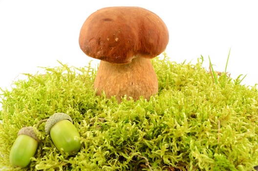 Edible mushroom and acorns in the moss close up isolated on white background