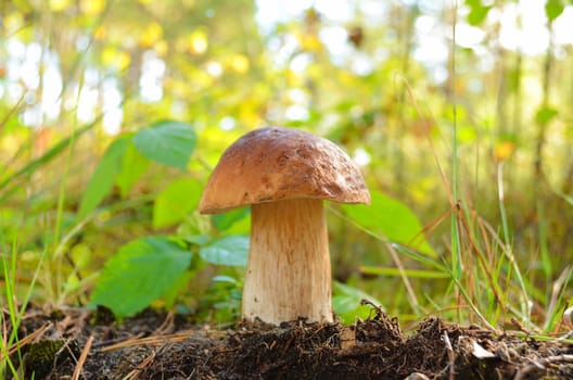 Edible mushroom in the soil at the edge of the forest