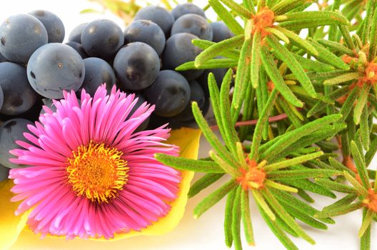 Still life of a flower, bunch of grapes, fragrant rosemary