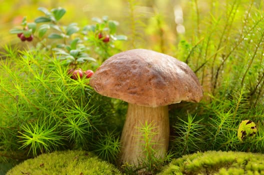 Edible mushroom in moss near cowberry in wood