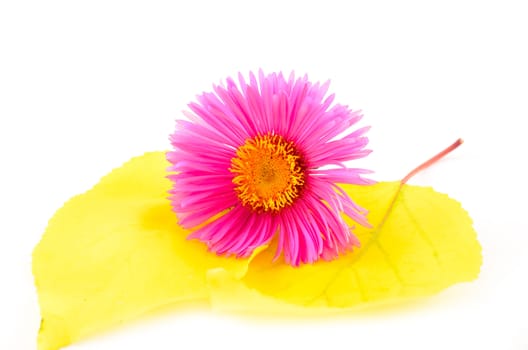 Bright pink flower lying on yellow leaves close up on white background