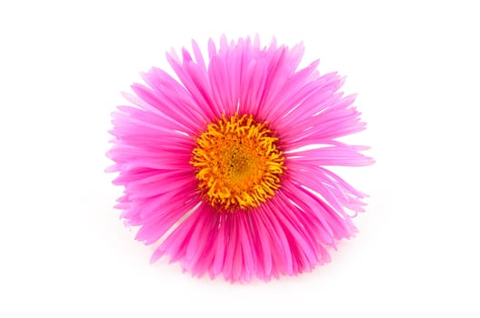 Bright pink flower close-up isolated on white background