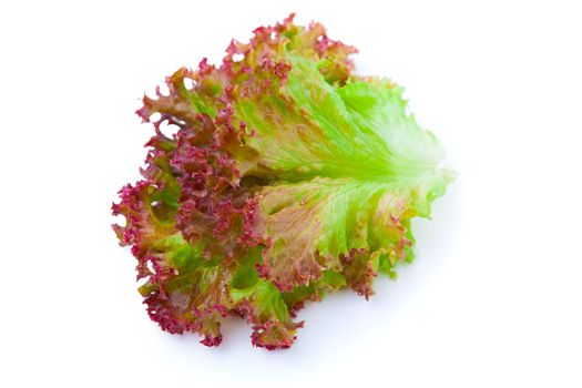 lettuce leaves on a white background