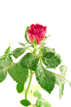 Red rose with drops of water close-up on white background