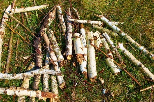 Birch logs are scattered  on the grass in the forest in summer