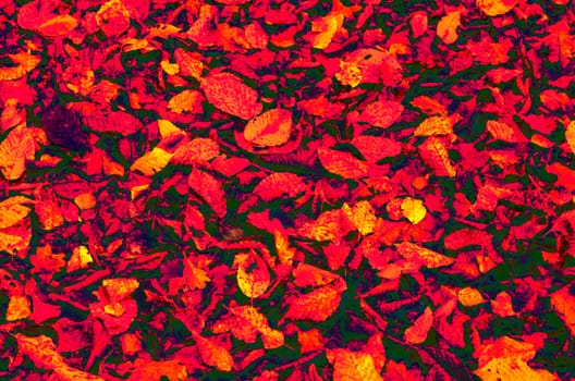Abstraction of colorful autumn leaves