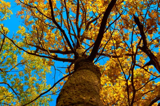 Old branchy tree in autumn photographed from below