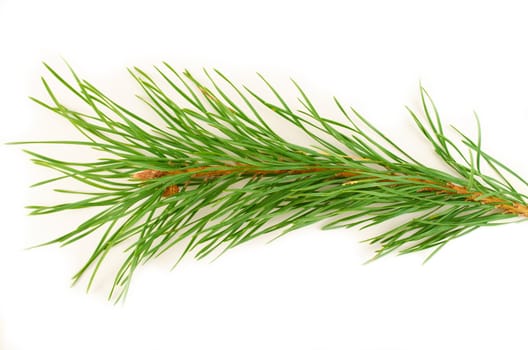 Fluffy green pine branches on a white background