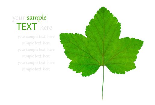 currant leaf, on white background