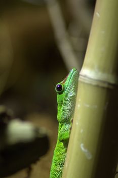 Phelsuma on bamboo (Phelsuma madagascariensis grandis) - green gecko.