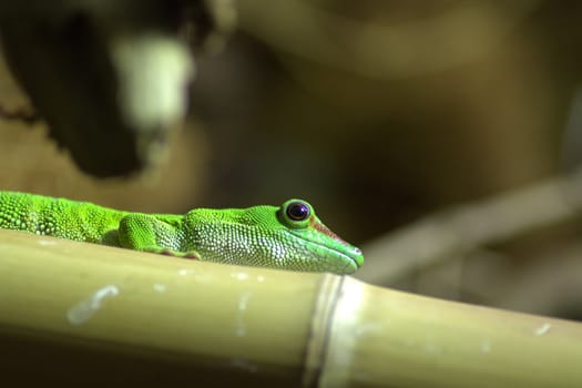 Phelsuma on bamboo (Phelsuma madagascariensis grandis) - green gecko.