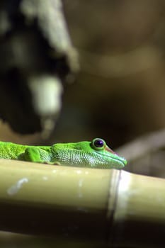 Phelsuma on bamboo (Phelsuma madagascariensis grandis) - green gecko.