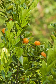 Fresh oranges still in the tree near Uvita Costa Rica.
