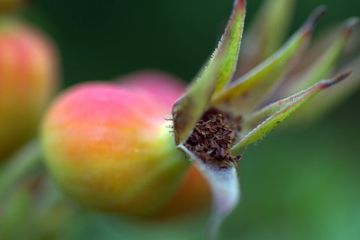 Dog Rose hips on rose bush