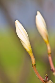 Branch of tropical flowers frangipani (plumeria)