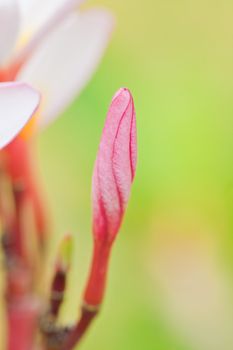 Branch of tropical flowers frangipani (plumeria)