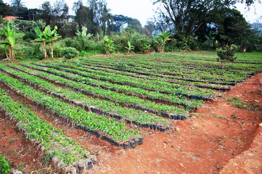 African arabica coffee nursery: rows of growing small plants ready to be sold and planted.