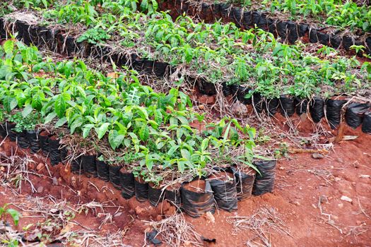 African arabica coffee plantation: rows of growing small plants ready to be sold.