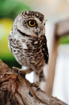 There are 13 recognized races of Little owl spread across Europe and Asia. The Little Owl was sacred to the goddess Athena, from whom it gets the generic name