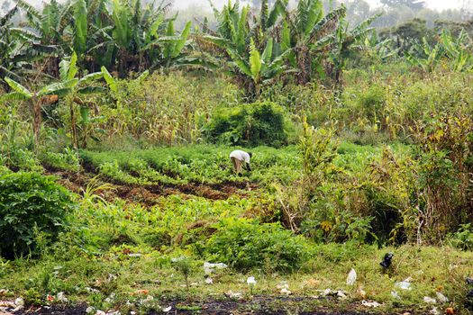 Agriculture or agroforesty in Africa, with a worker in the fields, banana trees in the foreground, garden in the middle and plastic garbage in the forefront, developing country and waste management concept.