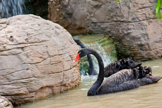 Swimming a black swan,