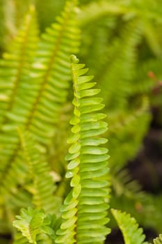 Branch of the fern