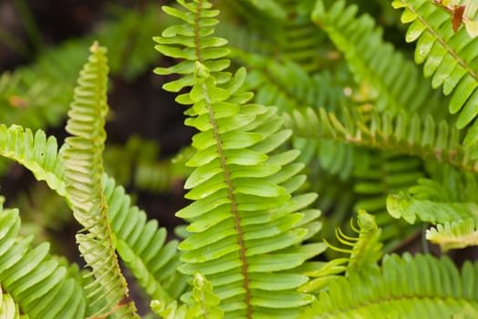 Branch of the fern