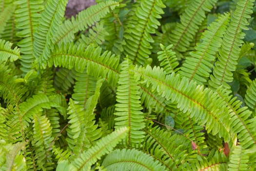 Branch of the fern