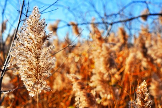 Field of common reed, Phragmite australis, an invasive plant species, during fall or winter, hdr rendering, great seasonal nature background.