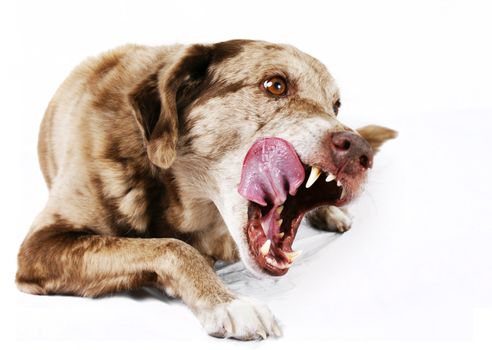 Funny looking mutt dog,mouth wide open licking its lips showing its teeth, in need of scaling, great pet or animal on white background.